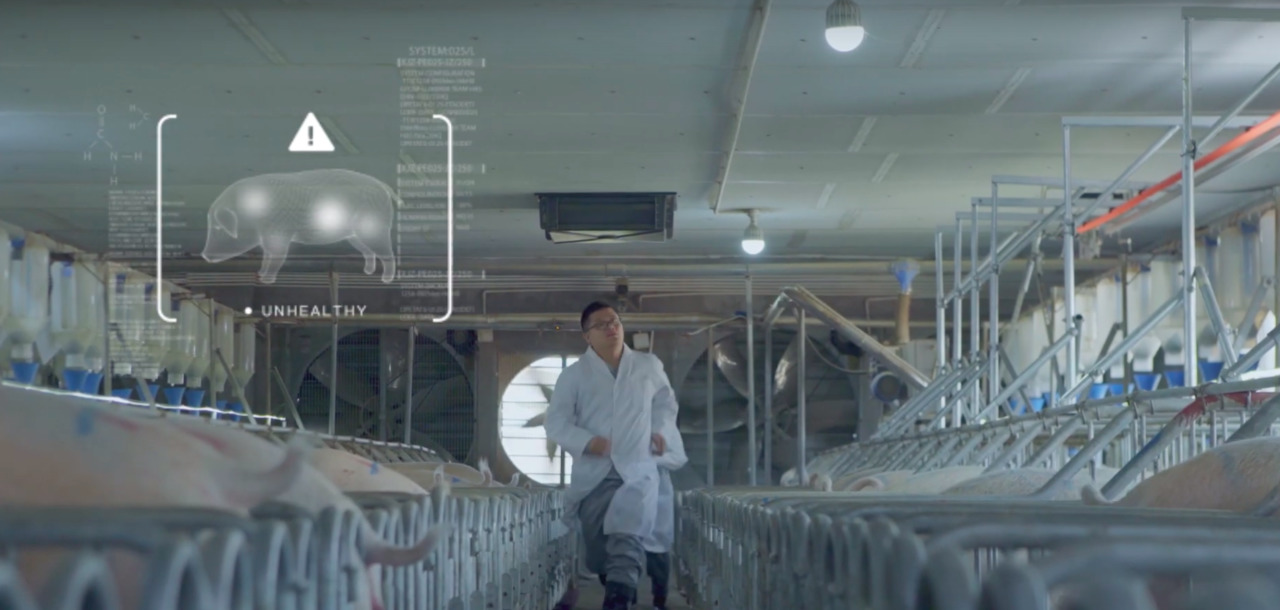 China sigue innovando con el reconocimiento facial, ahora para cerdos China sigue innovando con el reconocimiento facial, ahora para cerdos